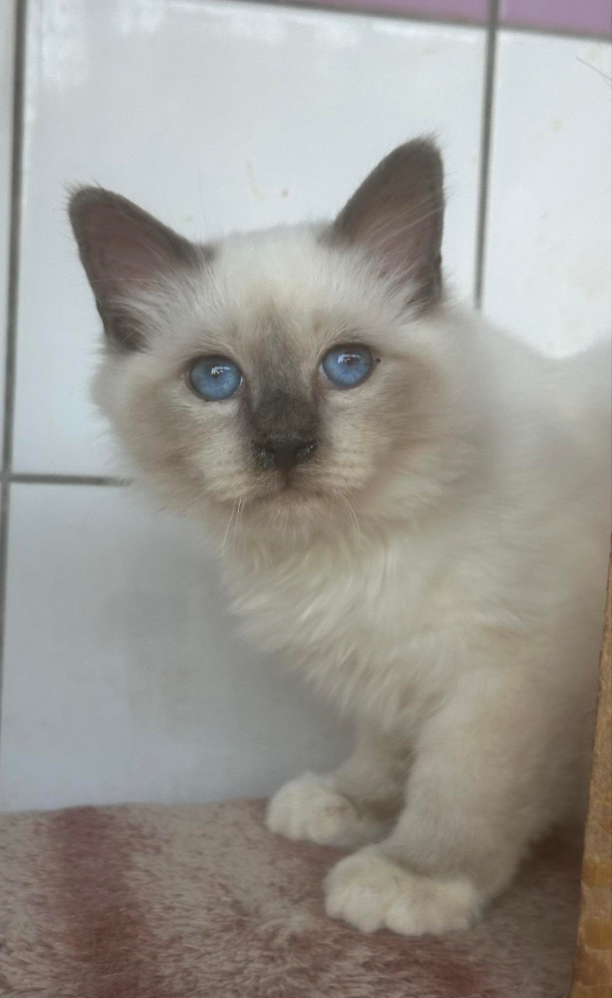 chaton sacré de birmanie