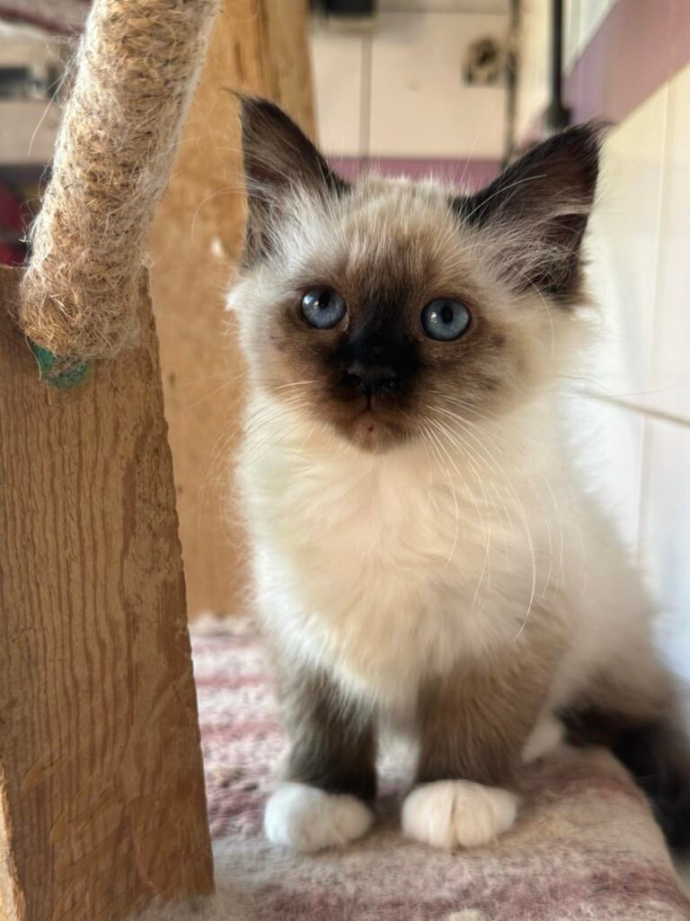 chaton sacré de birmanie var